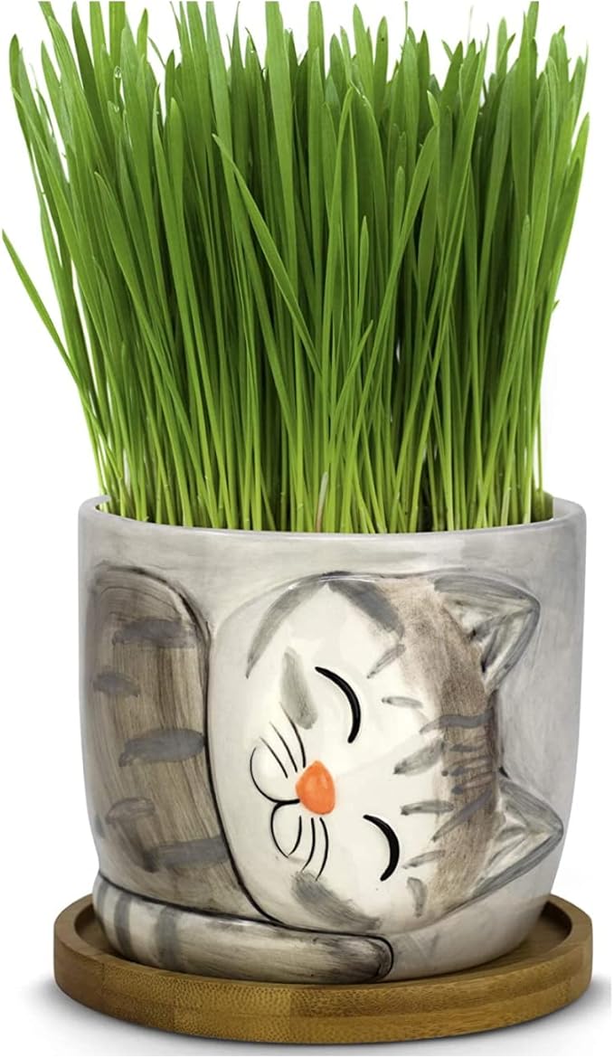 Window Garden Animal - Large Kitty Pot (Barney) Purrfect for Indoor Live House Plants, Succulents, Flowers and Herbs, Super for Cat Lovers, Cat