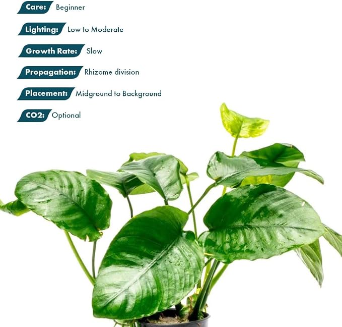 Anubias Live Aquarium Plants - Potted Freshwater Plant for Fish Tanks, Terrariums - Beginner Friendly Low Light (Barteri Wrinkle Leaf, 1 Pot)