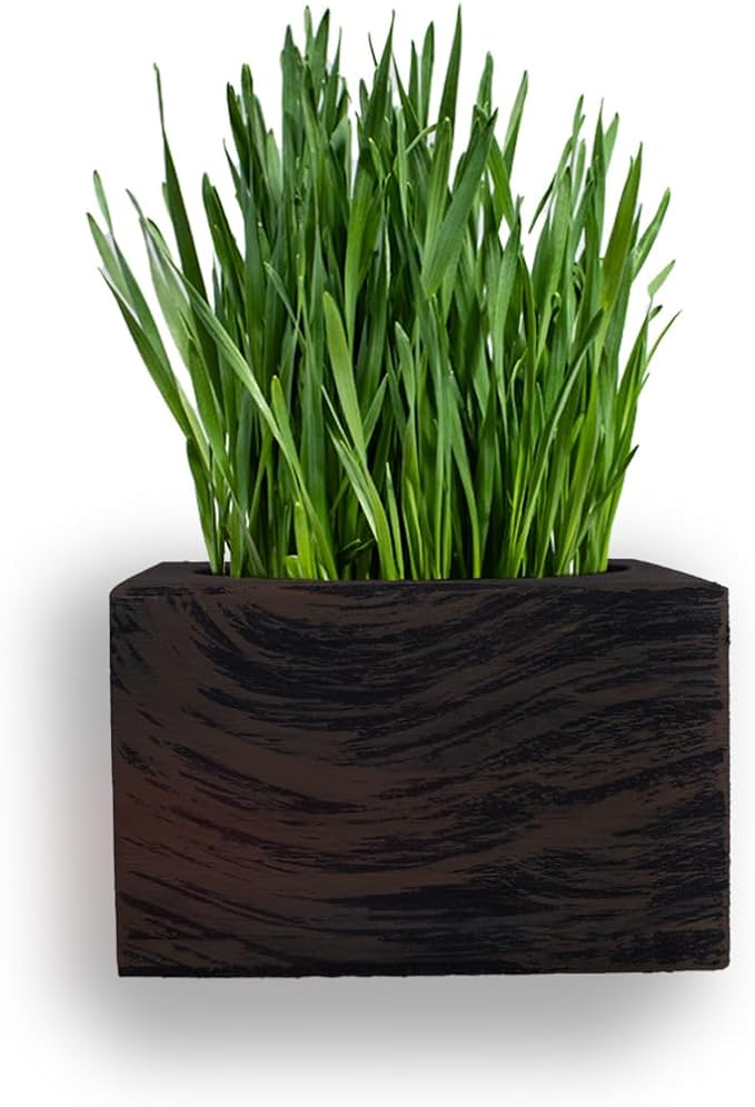 Cat Grass for Indoor Cats – Organic Grass Kit with Interactive Flippy Fish Toy (Wicker Brown)