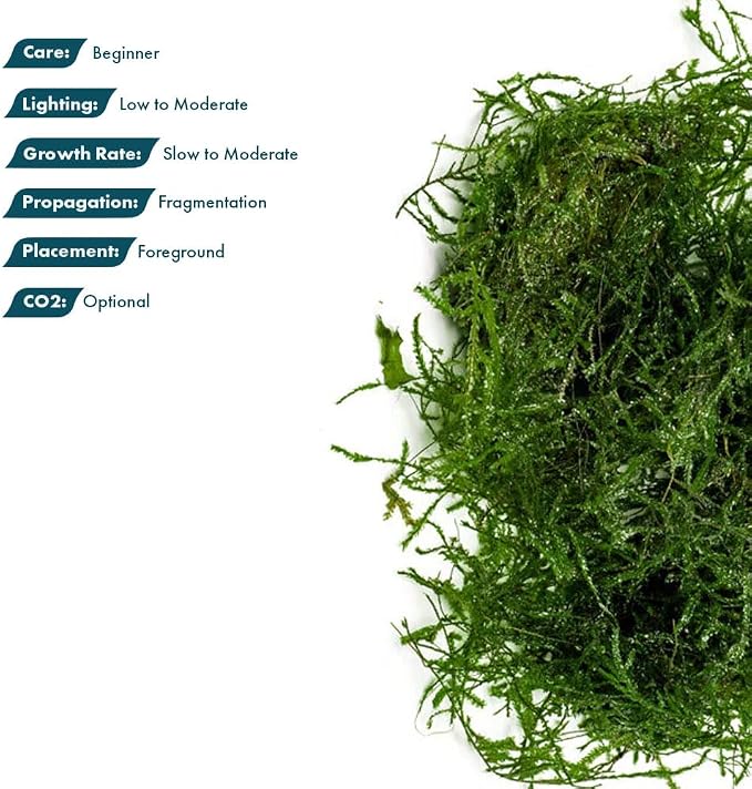 Live Aquarium Plants on Driftwood, Lava Rock, Moss, Fiber Mat - Freshwater Fish Tanks - Easy, Beginner Friendly (Spiky Moss, (Golfball))