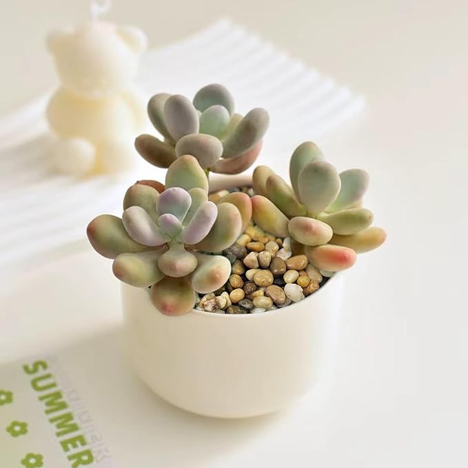 FANTIAN Aquarium Gravel, 1/4 Inch Pebbles for Indoor Plants, 1 Pound | Polished Fish Tank Pea Gravel, Decorative Stones River Rocks for Succulent Plants, Cactus, Vase, Outdoor Garden Landscaping
