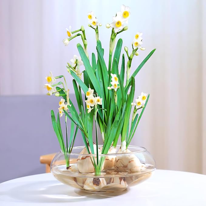 NOLITOY Clear Fish Bowl Vase, Fish Tank Aquarium Bubble Round Shallow Planter Aquatic Plant Pot for Office Desktop Decorative