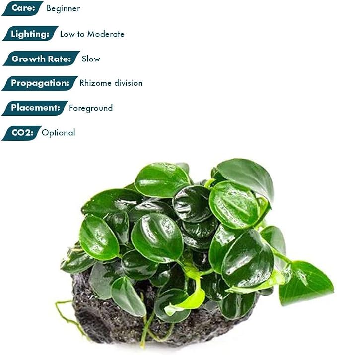 Live Planted Decor - Bucephalandra Godzilla (Bucephalandra sp.) on Lava Stone - Low to Medium Light, Dark Green with Blue Iridescence, Foreground to Midground Tank Placement - 3 Pack