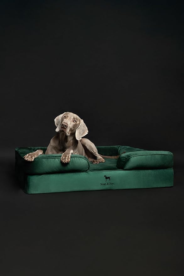 NOAH & PAW XL Dog Bed, 45x35x11 Inch, Orthopedic Large Dog Beds, Eggshell Memory Foam Infused with Cooling Gel, Inner Cover, Waterproof, Machine Washable (Velvet Sofa Collection)
