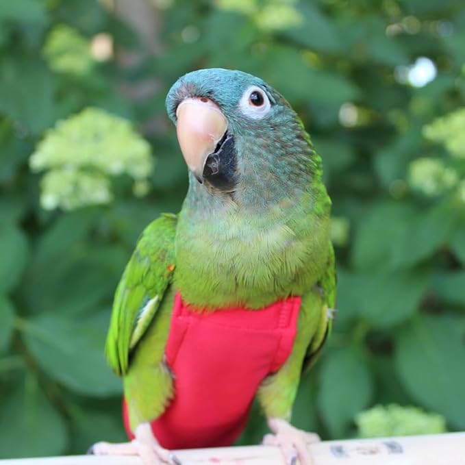 Avian Fashions FeatherWear FlightSuit X-Small(2) Bird Diaper in Red
