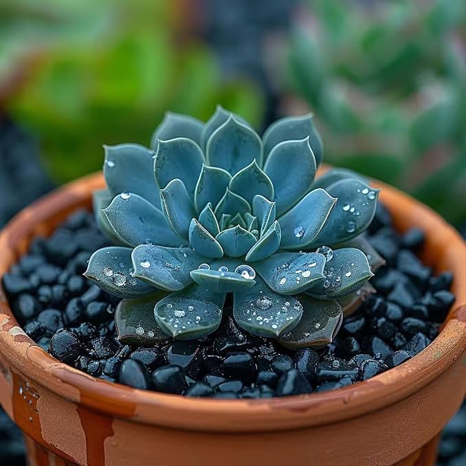 HappyFiller 0.88 LB Black Gravels Small Stones Succulent Mini Rocks | Planter Soil Cover Pebbles,Fairy Garden,Terrarium,Lucky Bamboo,Cactus Topper Dressing Decor,Aquarium Fish Tank Bottom Granule