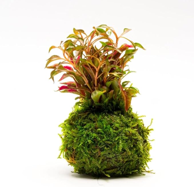 Live Planted Decor - Calico Plant (Alternanthera bettzickiana ‘Red’) on Clay Moss Ball - Pink-Red Stems with Green-Yellow, Medium Light, Midground to Background Placement, 1 Pack