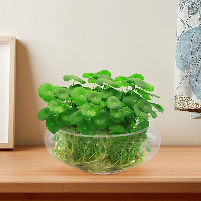 GANAZONO Glass Fish Bowl 9.84X9.84X3.93In Clear Desktop Aquarium Tank Hydroponic Plant Pot for Home Office Garden Wedding Decoration