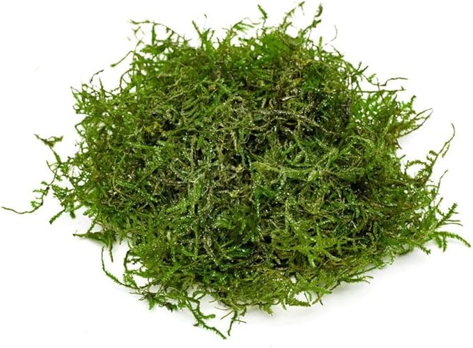 Java Moss Live Aquarium Plant - Freshwater Fish Tank Decorations for Natural Decor (Golf Ball)