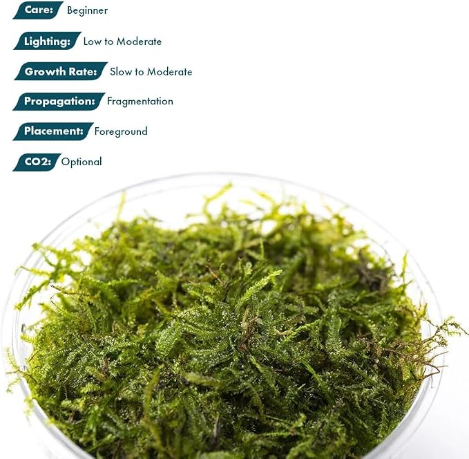 Java Moss Live Aquarium Plant - Freshwater Fish Tank Decorations for Natural Decor (Large Cup)