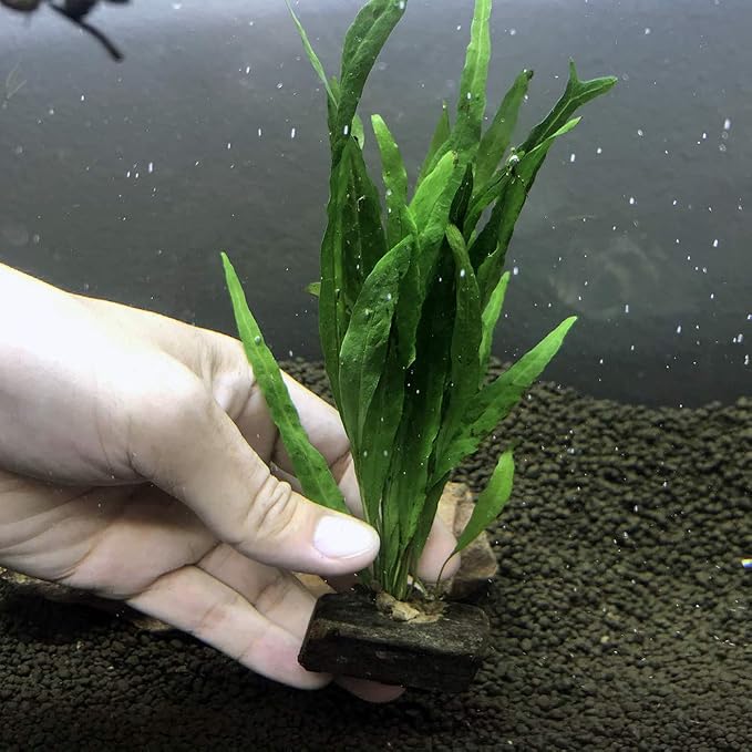 Live Plants on Driftwood | Aquatic Plants for Aquariums and Vivariums (Microsorum on Small Driftwood)