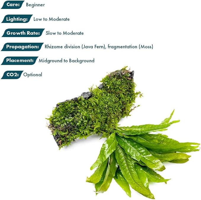 Live Aquarium Plants on Driftwood, Lava Rock, Moss, Fiber Mat - Freshwater Fish Tanks - Easy, Beginner Friendly (Java Fern with Moss, Driftwood (Medium))
