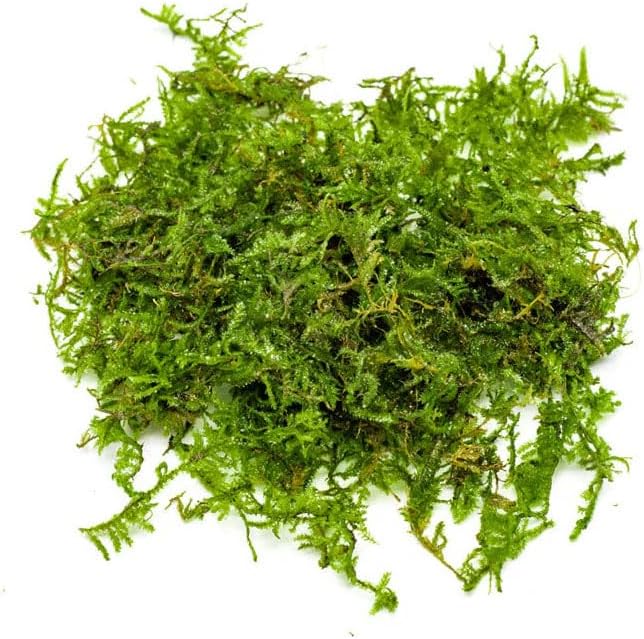 Christmas Moss Live Aquarium Plant - Freshwater Fish Tank Decorations for Natural Aquatic Décor (Golf Ball)