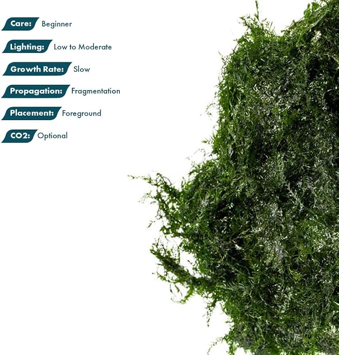 Live Aquarium Plants on Driftwood, Lava Rock, Moss, Fiber Mat - Freshwater Fish Tanks - Easy, Beginner Friendly (Fissidens Fontanus, (One Golfball))