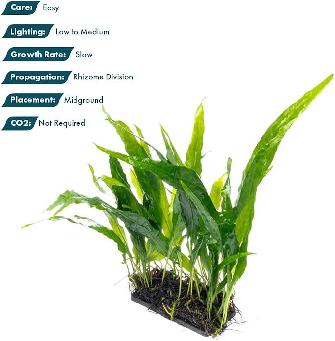 Live Planted Decor - Java Fern 'Narrow' on Plastic Plate - Midground Rhizome Plant for Aquascaping, Aquarium Decor