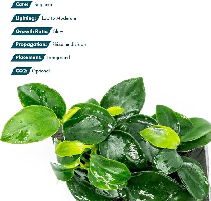 Live Planted Decor - Anubias Nana Petite (Anubias barteri VAR. Nana 'Petite') on Nano Driftwood - Low to Moderate Light, Deep Green Rounded Leaves, Foreground Tank Placement - 1 Pack