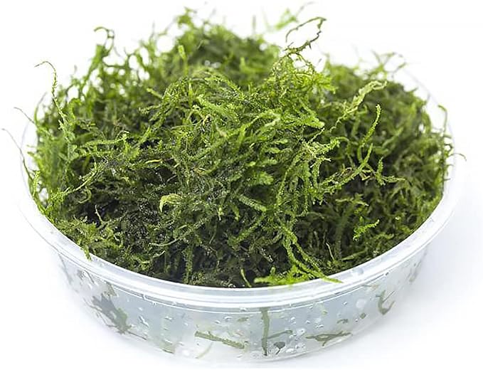 Flame Moss on Mesh Live Aquarium Plant - Freshwater Fish Tank Decorations for Natural Aquatic Décor (Large Cup)