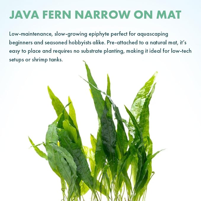 Live Planted Decor - Java Fern 'Narrow' on Plastic Plate - Midground Rhizome Plant for Aquascaping, Aquarium Decor