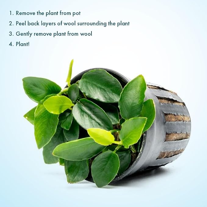 Anubias Live Aquarium Plants - Potted Freshwater Plant for Fish Tanks, Terrariums - Beginner Friendly Low Light (Nana Long Wavy, 1 Pot)