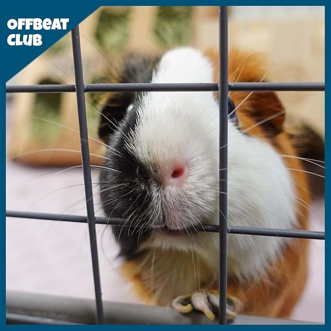 GuineaDad Piggy Condo – Premium C&C Cage for Guinea Pigs & Small Animals with Coroplast Base | Acrylic and C&C Grids for Small Pets (Acrylic, Standard (29" x 58.5" x 14.5"))