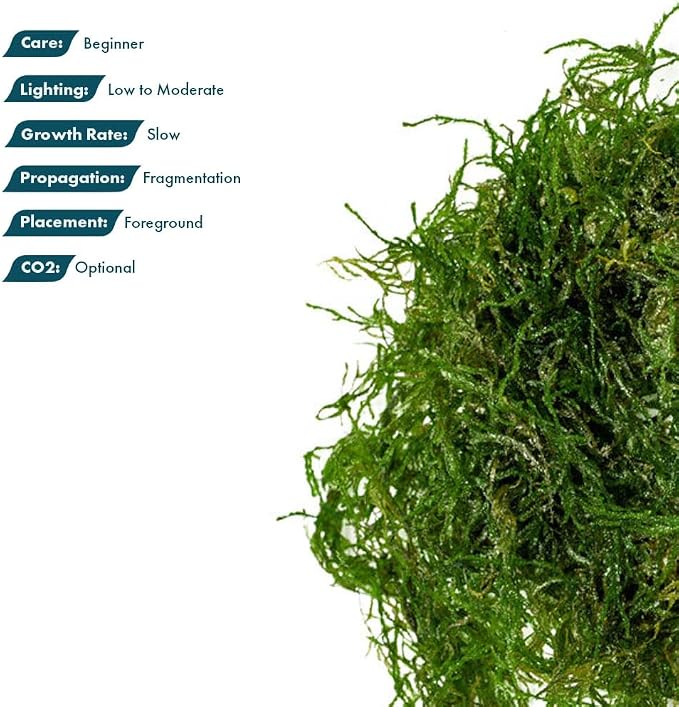 Flame Moss on Mesh Live Aquarium Plant - Freshwater Fish Tank Decorations for Natural Aquatic Décor (Golf Ball)