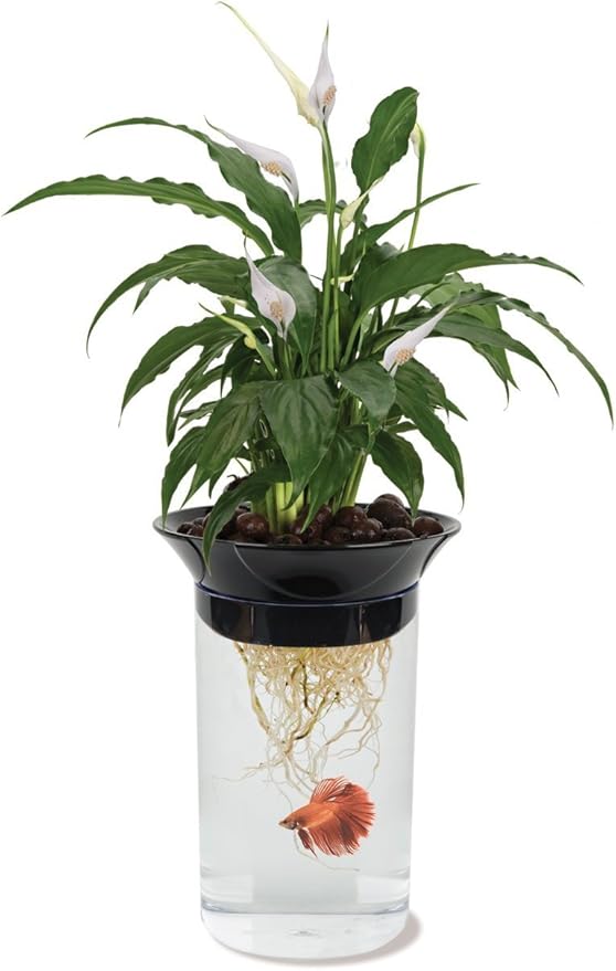 Penn-Plax (APON1) Aquaponic Planter and Aquarium for Betta Fish Tank Promotes Healthy Hydroponic Environment for Plants and Fish