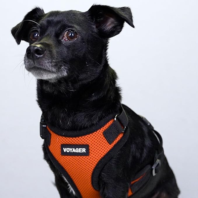 Voyager Step-in Pet Harness - All Weather Mesh, Adjustable Step in Harness for Cats and Dogs by Best Pet Supplies - Orange/Black Trim, S