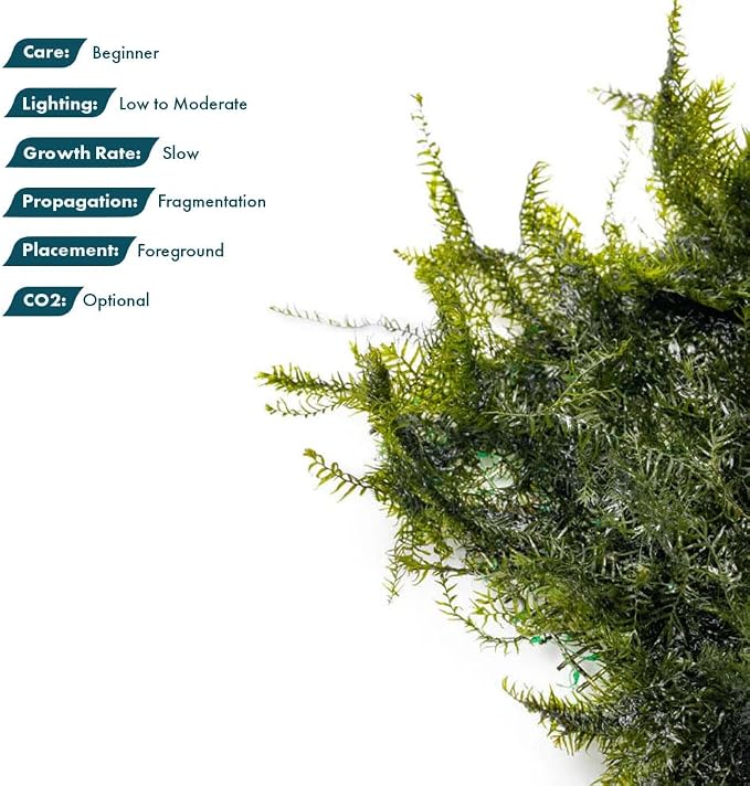Live Aquarium Plants on Driftwood, Lava Rock, Moss, Fiber Mat - Freshwater Fish Tanks - Easy, Beginner Friendly (Fissidens Fontanus on Stainless Steel, (1 Pack))