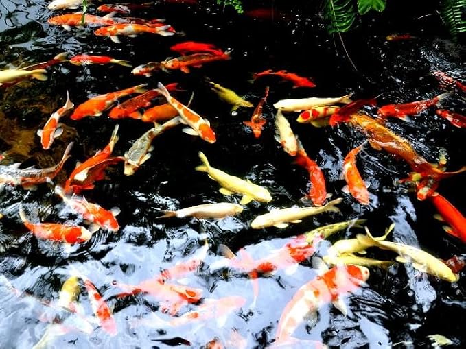 Combo Aquarium Gravel and Sand Cleaner,170cm Long, Siphon Vacuum Cleaner for Fish Tank Cleaning Gravel, Substrates & Sand, Water Changer, Easily Clean Aquatic Habitats