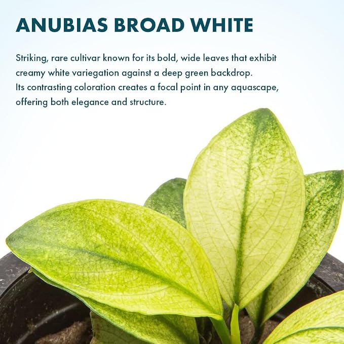 Anubias Barteri White Broadleaf Rare Live Aquarium Plants - Freshwater Fish Tank Decorations