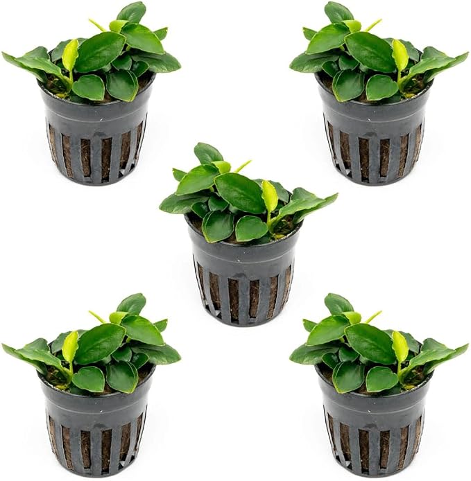 Anubias Live Aquarium Plants - Potted Freshwater Plant for Fish Tanks, Terrariums - Beginner Friendly Low Light (Nana Long Wavy, 5 Pots)