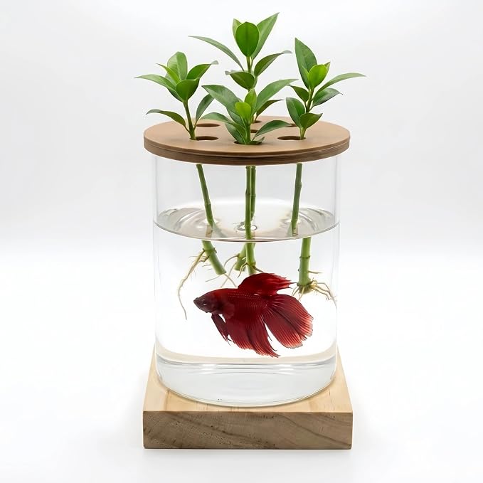 Desktop Aquaponic Betta Fish Tank, Ultra-Clear Borosilicate Glass Hydroponic Planter Vase with Premium Polymer Lid & Solid Wood Base, Small 4.33" Desktop Eco-Aquarium Jar for Home Office Decor