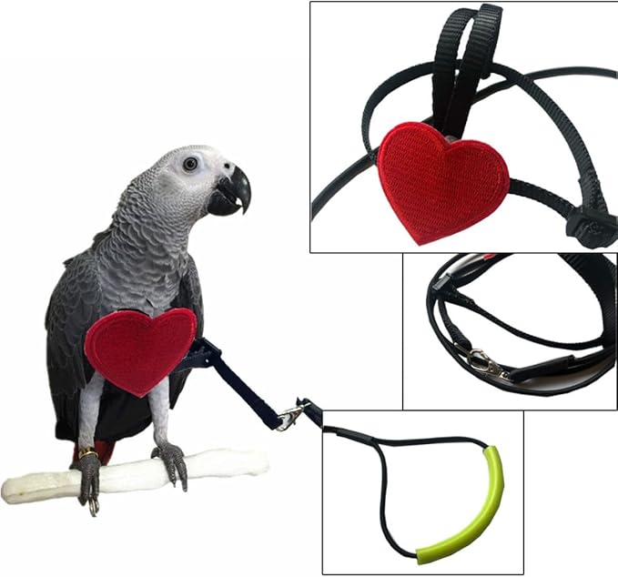 Adjustable Birds Harness and Leash Parrot Harness Leash Training Supplies Pet Anti-bite Outdoor Flying Rope for Conures Budgerigar Lovebird Cockatiel Mynah (M)