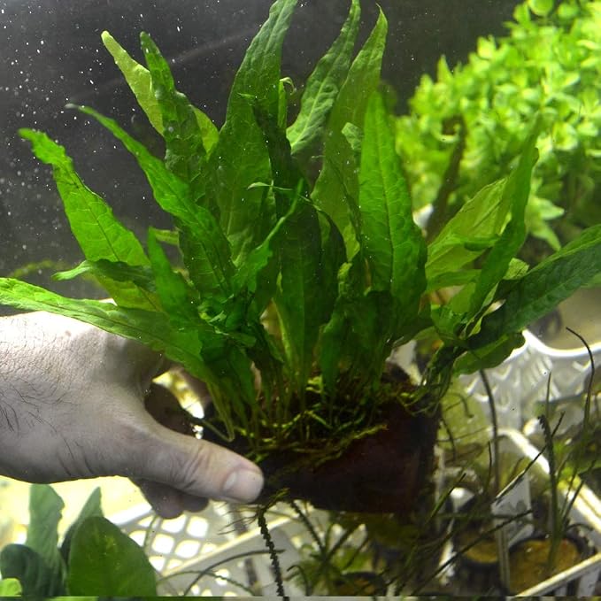 Live Plants on Driftwood | Aquatic Plants for Aquariums and Vivariums (Java Fern on Large 6" Driftwood)