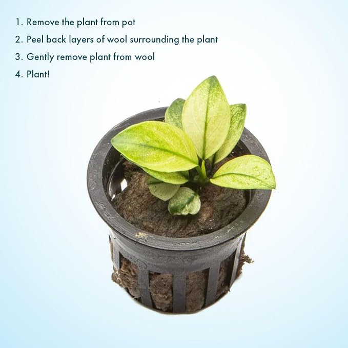 Anubias Barteri White Broadleaf Rare Live Aquarium Plants - Freshwater Fish Tank Decorations (3 Pots)