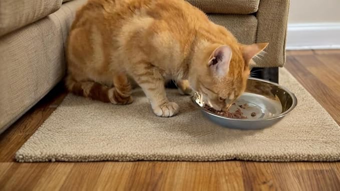 6 PCS Thickened Stainless Steel Cat Bowls, 5.5 Inch Shallow Wide Flat Metal Kitten Food Bowls, Whisker Friendly Fatigue Relief Replacement Basic Pet Dishes for Indoor Cats