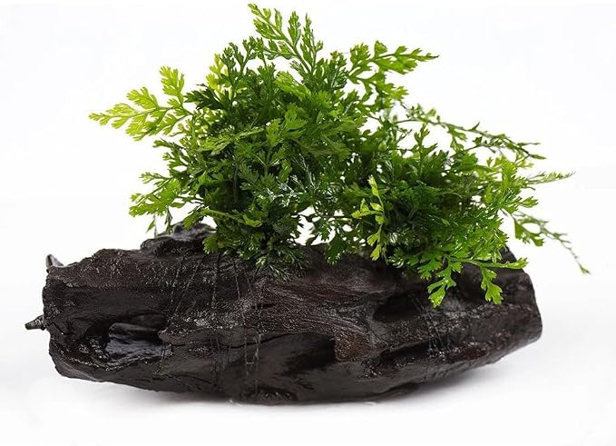 Live Planted Decor - Mini Bolbitis on Driftwood - Light Green Aquatic Plant with Lush Foliage, Foreground to Midground Epiphytic Fern Placement for Aquascaping - Medium, 1 Pack
