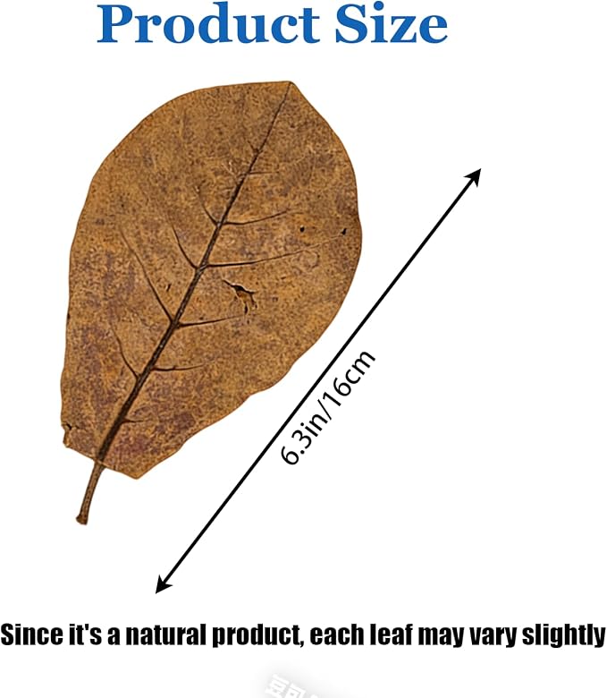 10Pcs Catappa Indian Almond Leaves Aquarium Decor Water Conditioner | Betta Fish Tank Decor,for Betta Fish Shrimp Goldfish Guppy,Balance PH,Natural Tannins,Axolotl Tank Accessories