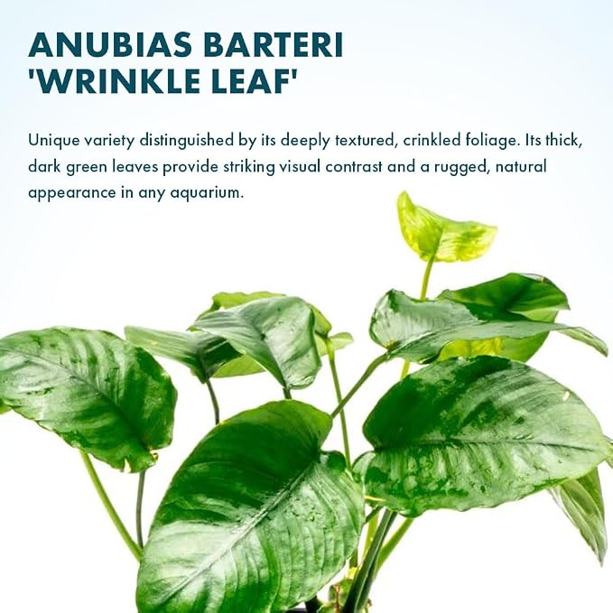 Anubias Live Aquarium Plants - Potted Freshwater Plant for Fish Tanks, Terrariums - Beginner Friendly Low Light (Barteri Wrinkle Leaf, 1 Pot)