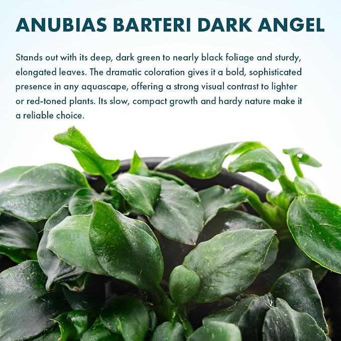 Anubias Live Aquarium Plants - Potted Freshwater Plant for Fish Tanks, Terrariums - Beginner Friendly Low Light (Barteri Dark Angel, 1 Pot)