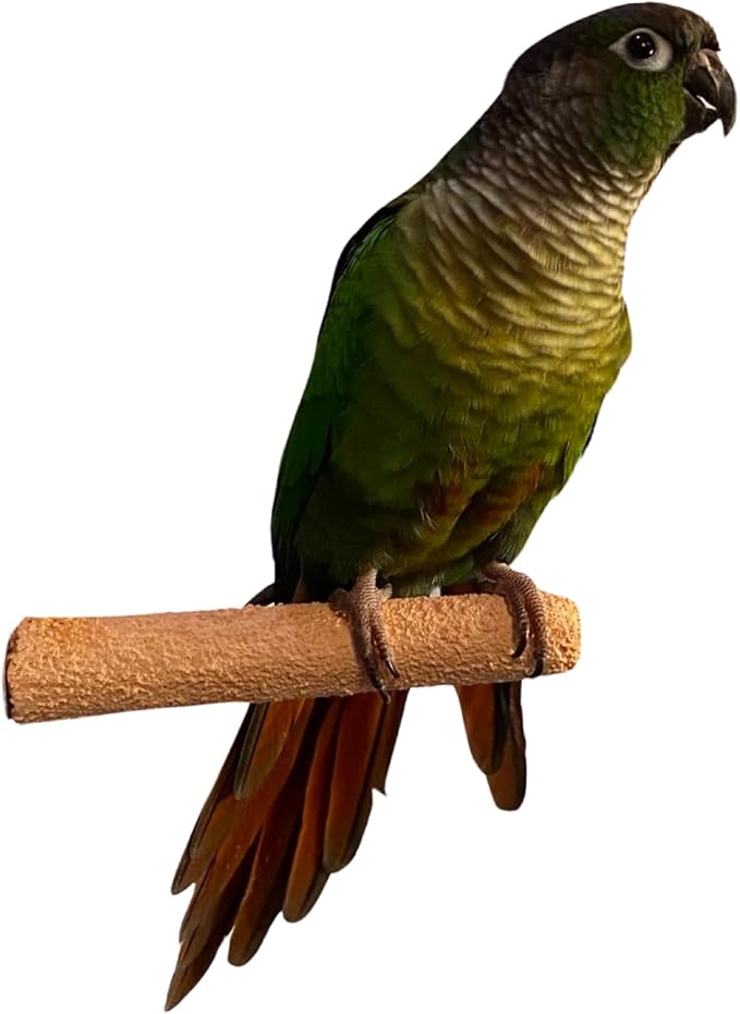 Polly's Pastels Nail Trimming & Beak Conditioning Safety Perch for Cockatiels, Cockatoos, Macaws, Parakeets, Budgies, Parrots and All Other Birds (Brown, Baby Medium-3/4 Dia. x 5