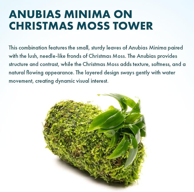 Live Planted Decor - Anubias Minima on Christmas Moss Tower - Deep and Bright Green Freshwater Aquatic Plant, Low Light, Foreground to Midground Tank Placement for Aquascaping - 1 Pack