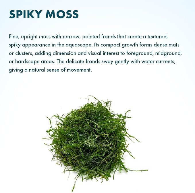 Live Aquarium Plants on Driftwood, Lava Rock, Moss, Fiber Mat - Freshwater Fish Tanks - Easy, Beginner Friendly (Spiky Moss, (Golfball))