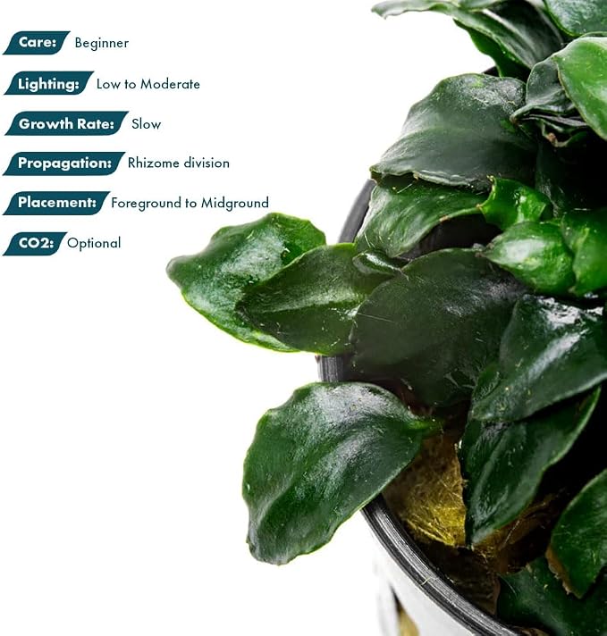 Anubias Live Aquarium Plants - Potted Freshwater Plant for Fish Tanks, Terrariums - Beginner Friendly Low Light (Barteri Dark Angel, 1 Pot)