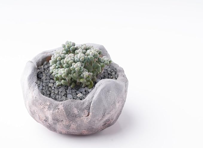 Boniosz 5lb Black Horticultural Lava Rock Soil Additive for Cacti, Vase Fillers, Succulents and Terrarium Plants - No Dyes or Chemicals - 100% Pure Volcanic Rock