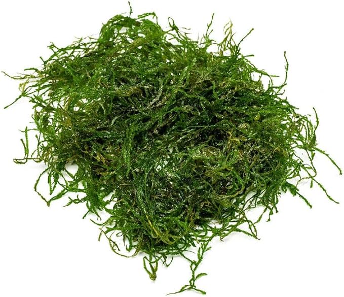 Flame Moss on Mesh Live Aquarium Plant - Freshwater Fish Tank Decorations for Natural Aquatic Décor (Golf Ball)