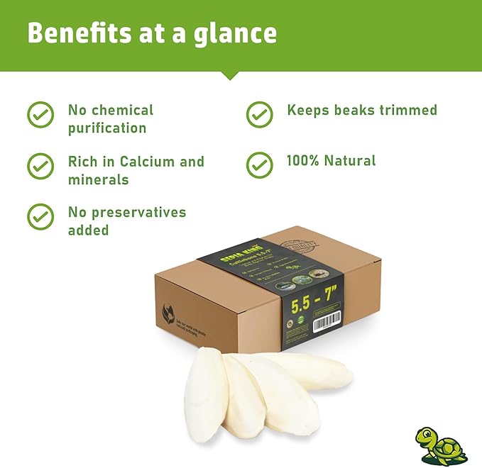 Sepia King - Large - 100% Natural Calcium Supplement - Premium Cuttlebone perfect for Birds, Tortoises, Snails, Reptiles - 5.5 to 7 inch