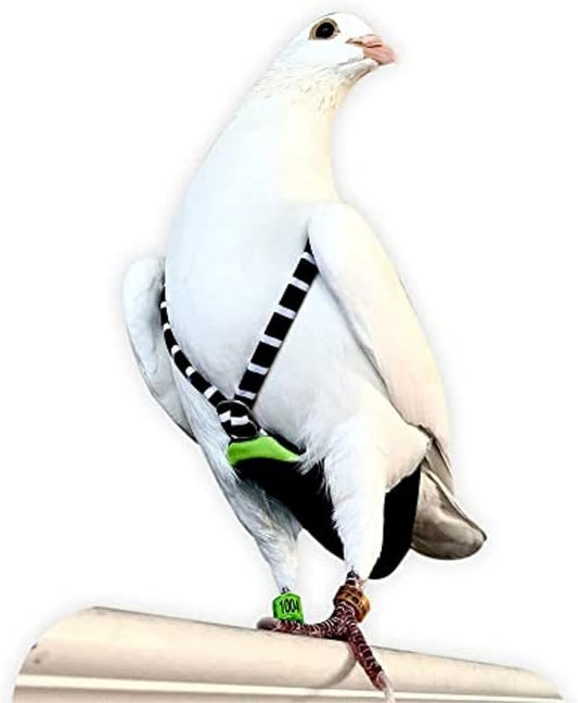 FLYPER Adjustable Mini Bird Diaper | Reusable, Washable Cloth | Comfort Fit for Parrots, Cockatiels, and Other Small Birds | Fashionable Avian Accessories Size 4.5