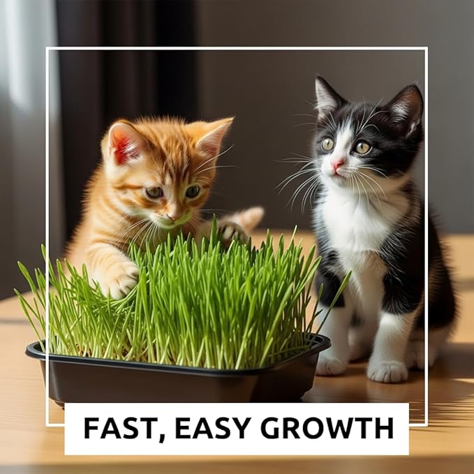 Cat Grass Growing Kit - Cat Lover Holiday Gift - Organic Seed, Jute Grow Mats, No Tools Needed - 10 x 10 Grow Container - Great for Indoor or Outdoor Pets - Complete Set - White Elephant