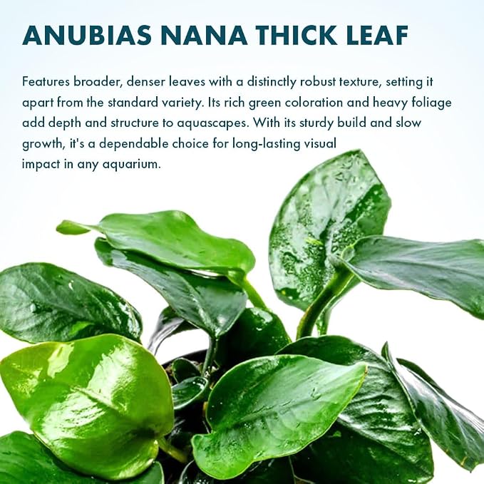 Anubias Live Aquarium Plants - Potted Freshwater Plant for Fish Tanks, Terrariums - Beginner Friendly Low Light (Nana Thick Leaf, 1 Pot)